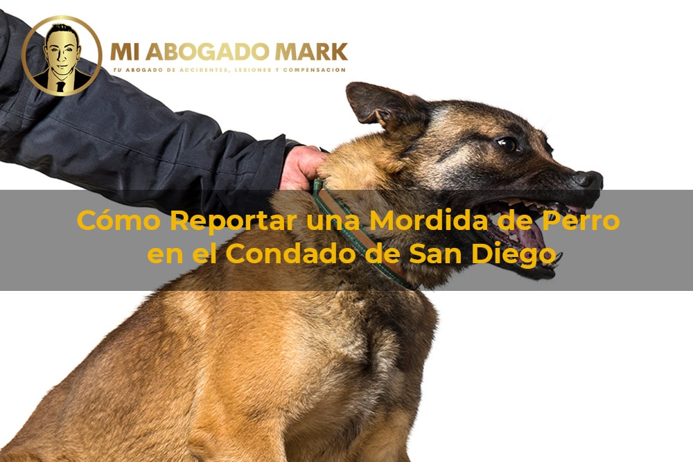 cómo reportar una mordida de perro