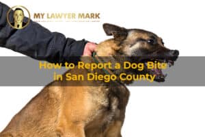 how to report a dog bite in San Diego County