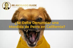 mordida de perro